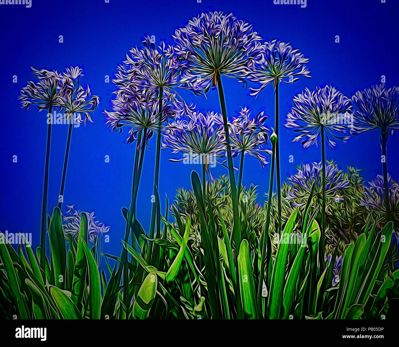 Digitale Kunst: Agapanthus Stockfoto