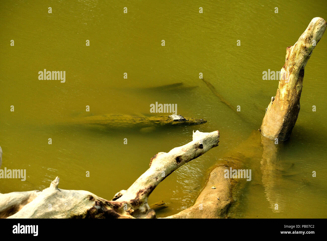 Mugger Crocodile oder indische Marsh Krokodil (Crocodylus palustris) warten auf einen beten zu kommen Stockfoto