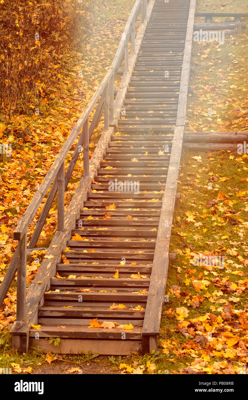 Herbst Holztreppe mit gefallenen Ahorn Blätter und die entgegenkommende Licht der Sonne in der Landschaft Stockfoto