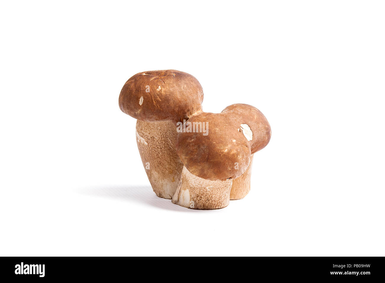 Im Herbst tolle Triple genießbare Pilz Boletus Edulis (king bolete) als Porcini-pilzen auf weißem Hintergrund bekannt geerntet. Stockfoto