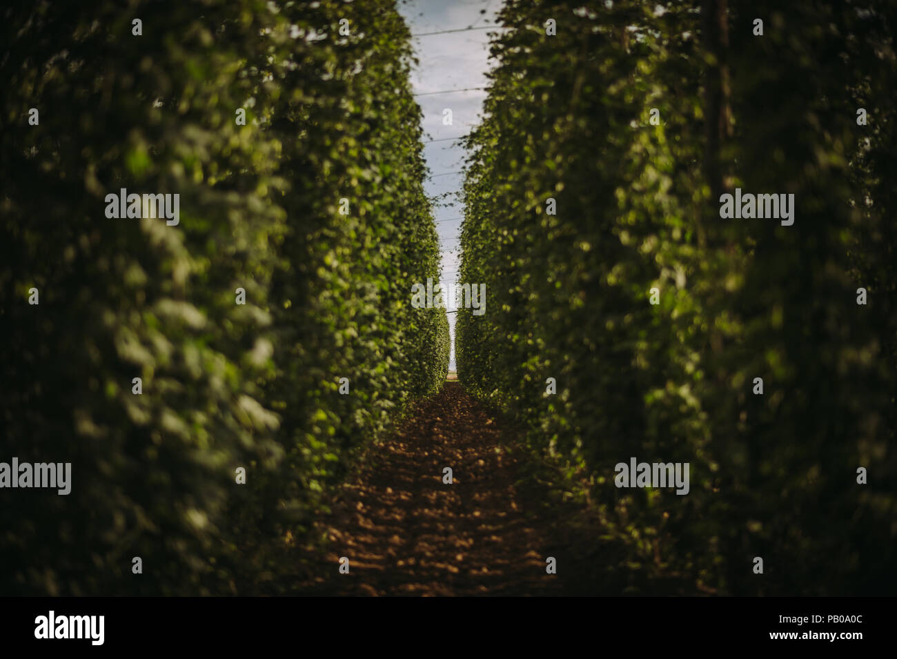 Bereich der Hopfen, Serbien Stockfoto
