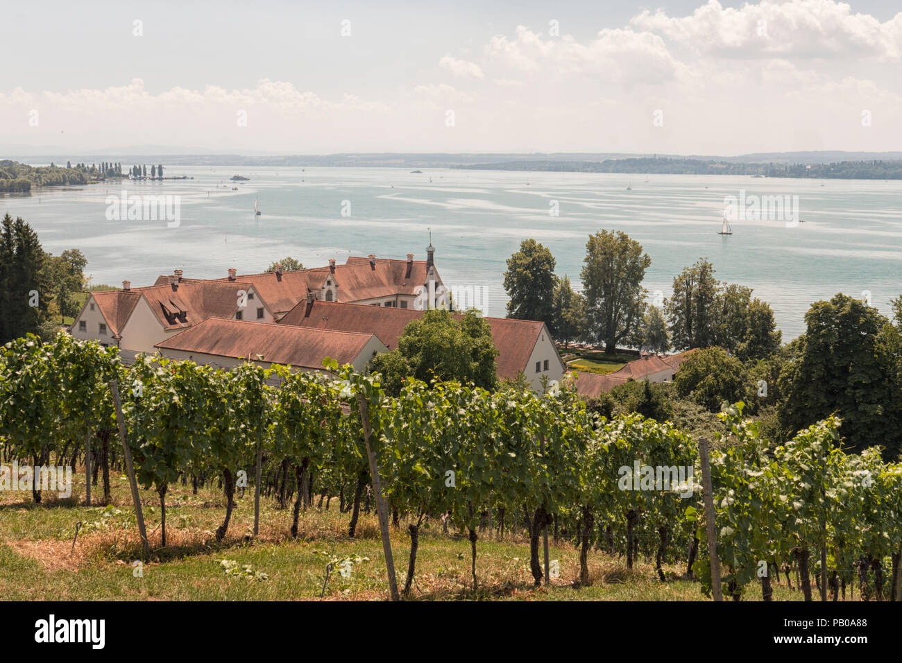 Vinyard in Birnau am Bodensee Stockfoto