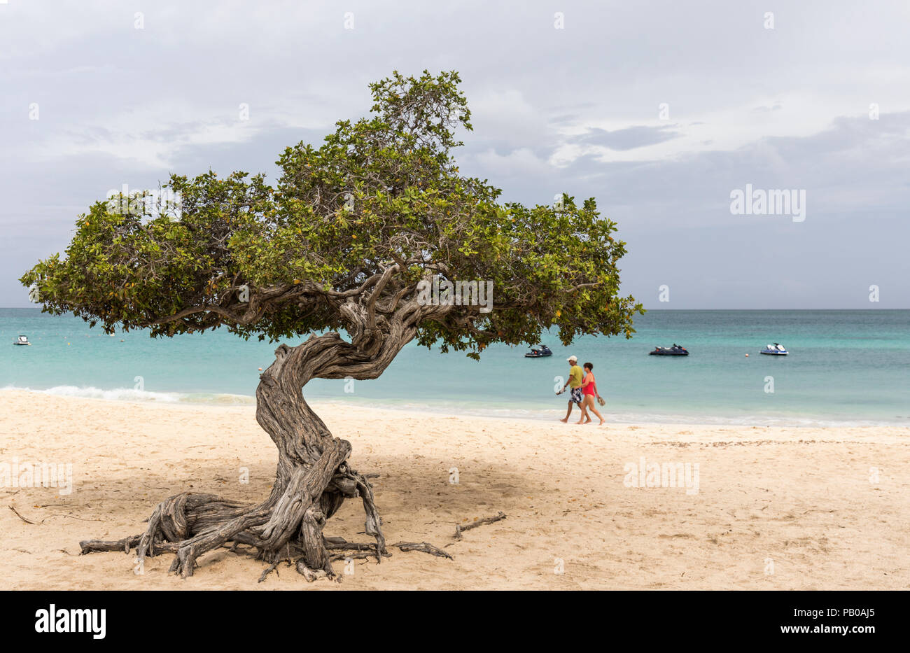 Berühmte Divi Divi Baum am Eagle Beach, Aruba, Karibik Stockfoto