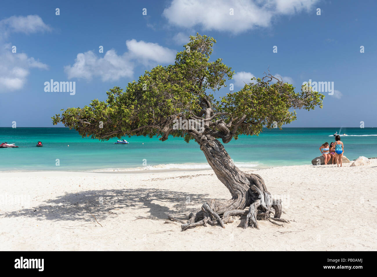 Berühmte Divi Divi Baum am Eagle Beach, Aruba, Karibik Stockfoto