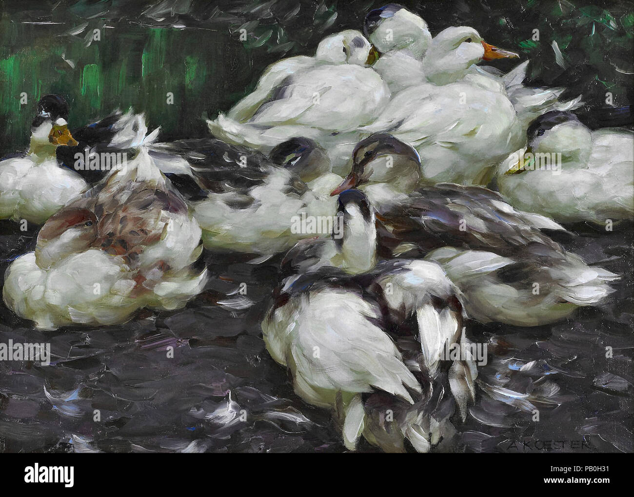 Koester Alexander - Enten Stockfoto