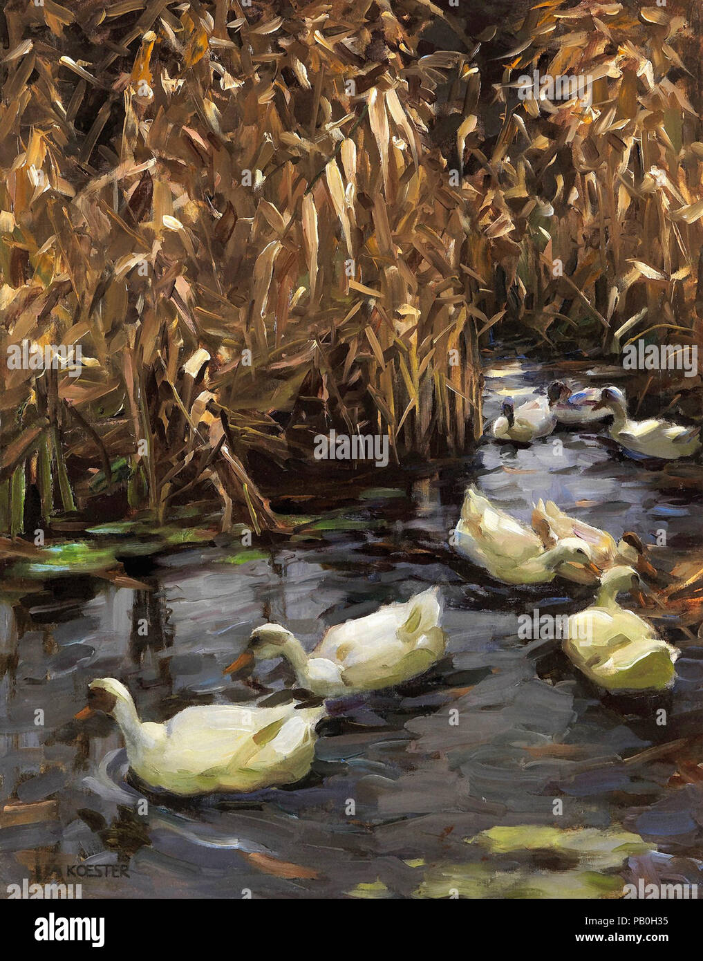 Koester Alexander - Acht Enten im Herbst Reed Stockfoto