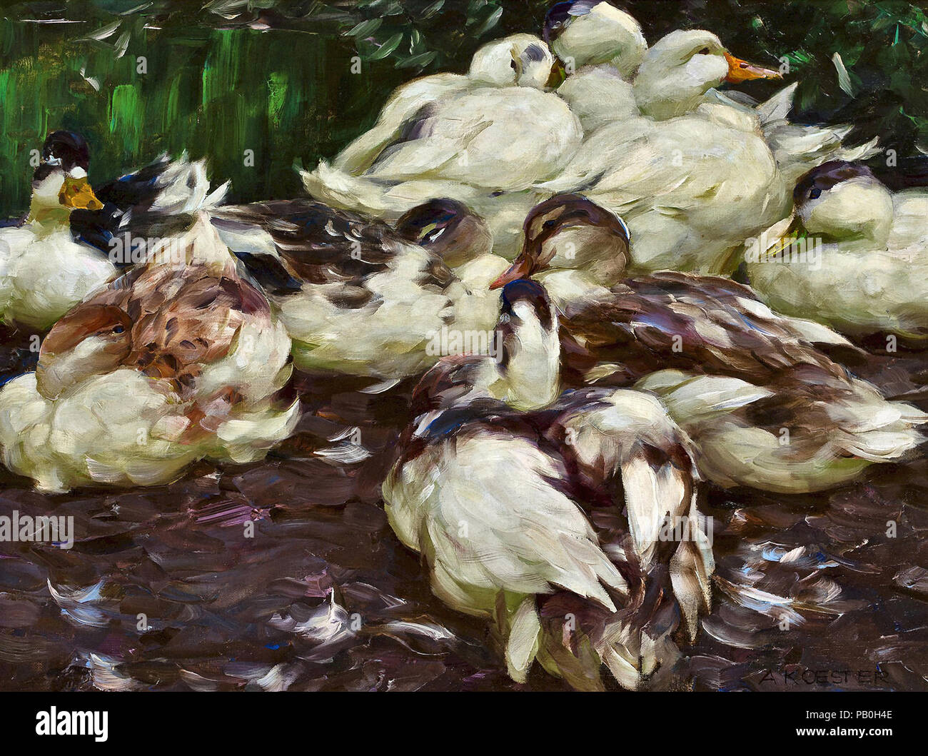 Koester Alexander - Enten Stockfoto