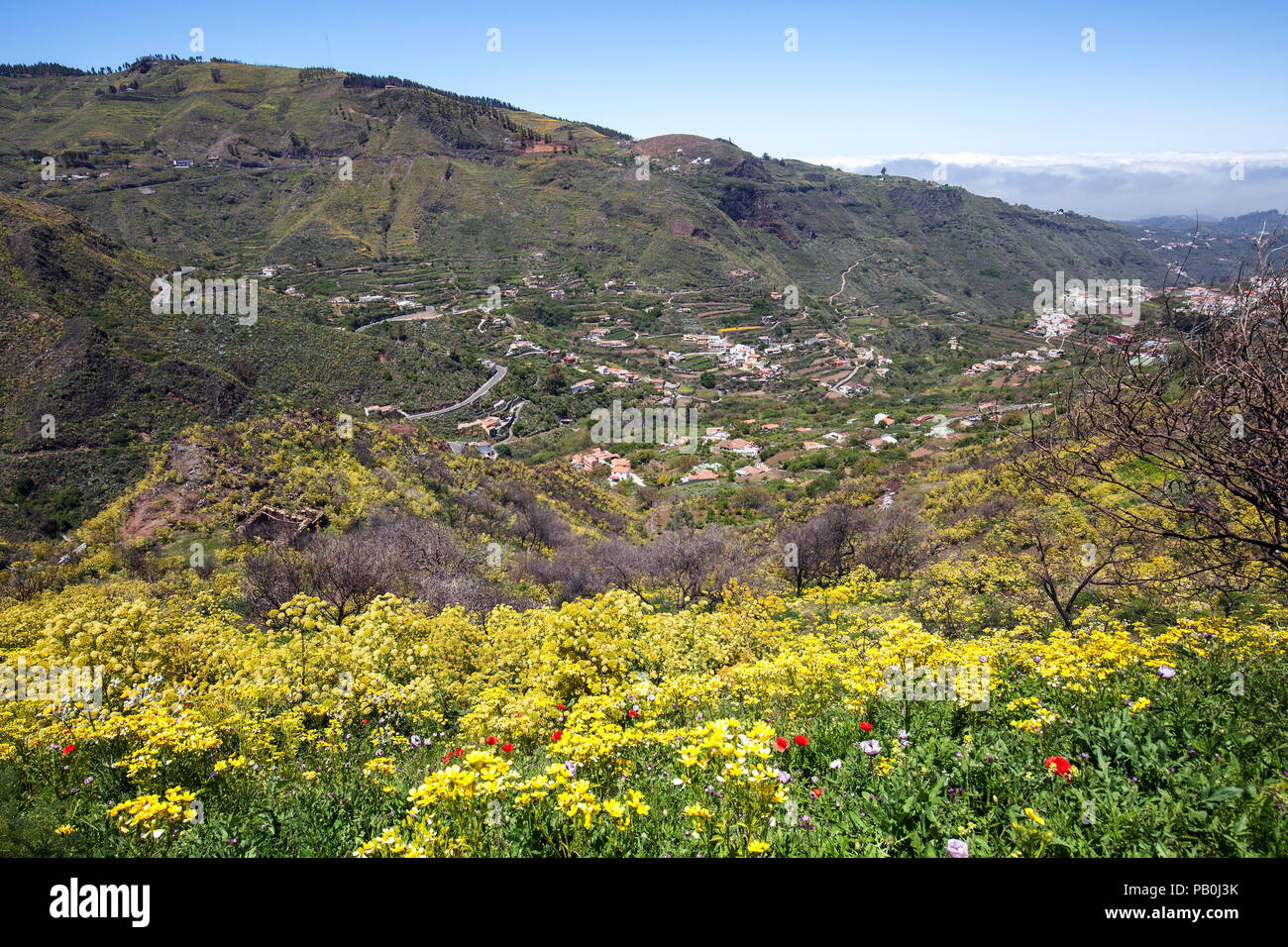 Blick von der Becerra Trail über gelb blühende Vegetation in der Gegend um Las Lagunetas, Gran Canaria, Kanarische Inseln Stockfoto