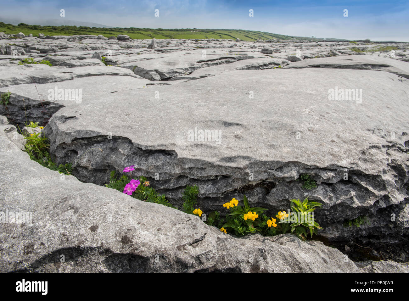 Bloody cranesbill (Geranium Sanguineum) und Bird's-foot Trefoil (Lotus corniculatus), Fugendüse, Burren Karst, Ballyvaughan Stockfoto