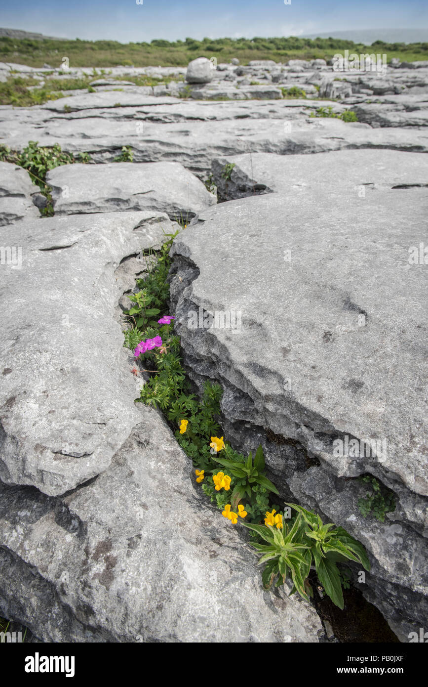 Bloody cranesbill (Geranium Sanguineum) und Bird's-foot Trefoil (Lotus corniculatus), Fugendüse, Burren Karst, Ballyvaughan Stockfoto