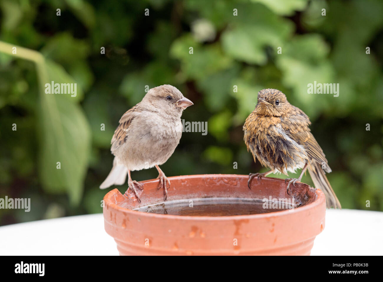 Junge House Sparrow, Passer domesticus mit Jungen Rotkehlchen, Erithacus rubecula auf Wasser Schüssel. Stockfoto