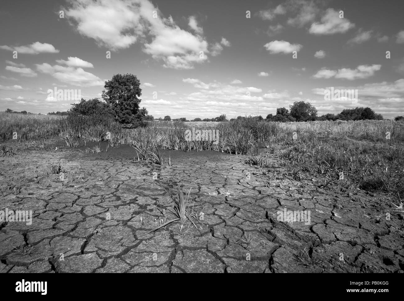 Risse im trockenen Schlamm an einem Wasserloch Austrocknen in Großbritannien Sommerhitze 2018 Stockfoto