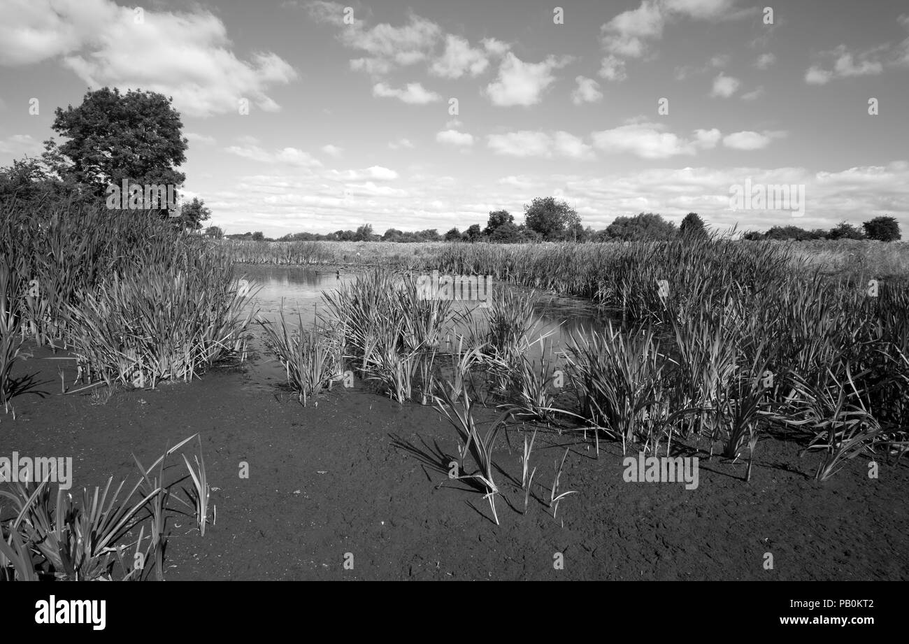 Wasserloch Austrocknen in Großbritannien Sommerhitze 2018 Stockfoto