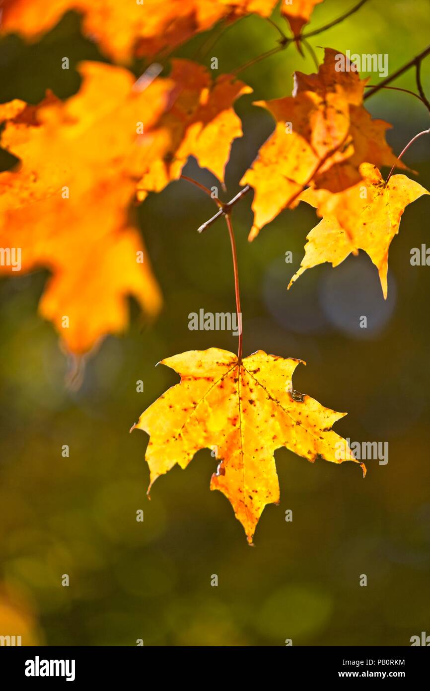 Leuchtende Ahornblätter im Vermont forist im Oktober Stockfoto