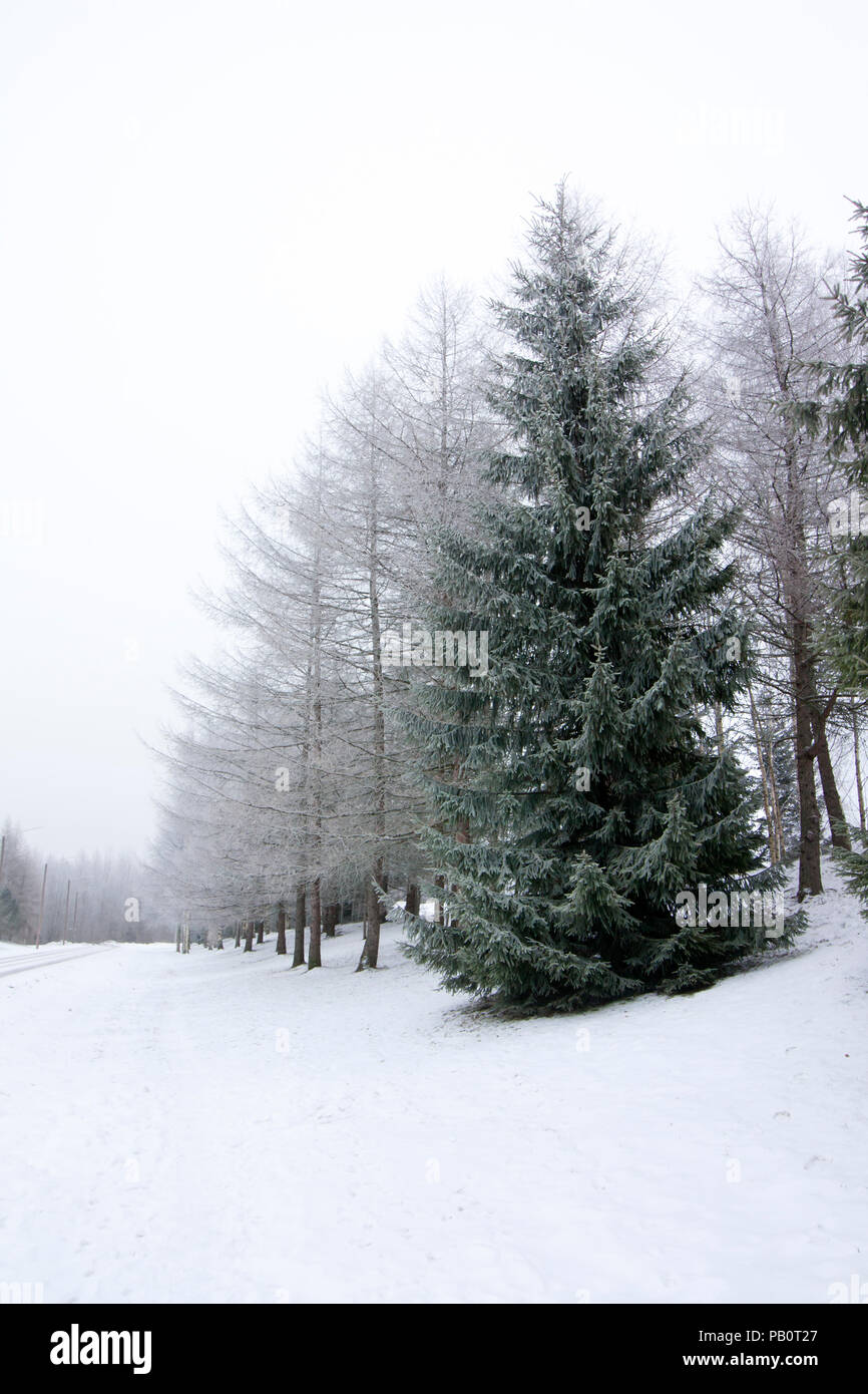 Frosty Lärche und Bäume im Winter in Finnland Fichte am Himmel Hintergrund Stockfoto