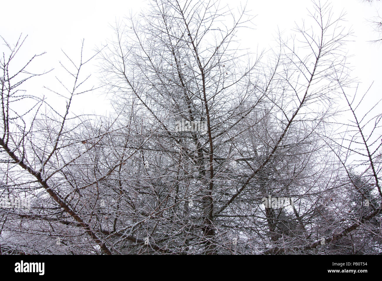 Frosty Lärchen im Winter in Finnland am Himmel Hintergrund Stockfoto