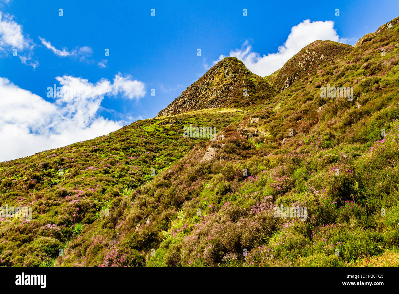 Heidekraut wächst an den steilen Hängen bis zum Loch Skeen von Grey Mare's Tail Wasserfall, Dumfries and Galloway, Schottland, Großbritannien. Stockfoto