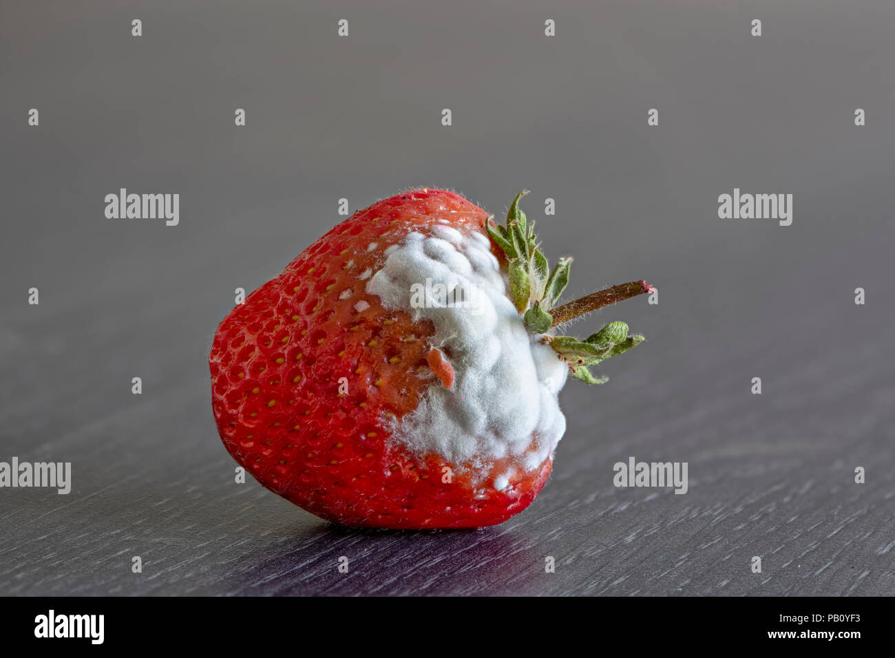 Single überreife Erdbeeren mit weißer Schimmel allein stehend auf einer Küchenarbeitsplatte Stockfoto