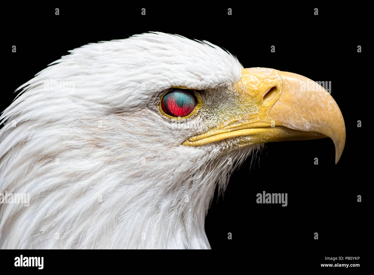 Wütend Weißkopfseeadler. Zombie suchen Vogel mit dem Auge reflektiert rotes Licht macht es aussehen wie ein böses Tier besaß. Tatsächliche Blutgefäße ar Stockfoto