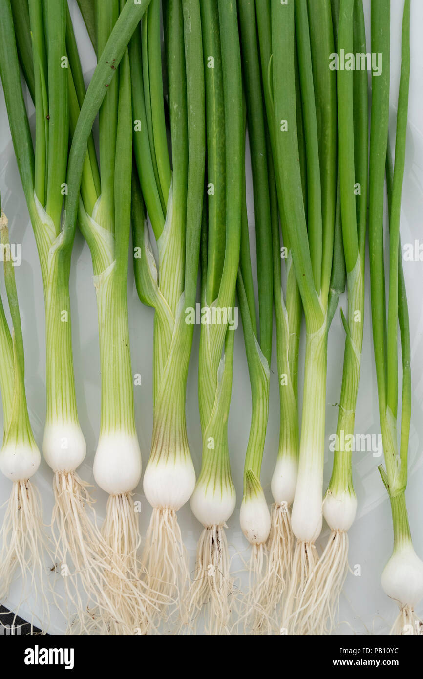 Allium cepa. Frühlingszwiebeln 'Lissabon' auf einer Blüte zeigen. Großbritannien Stockfoto