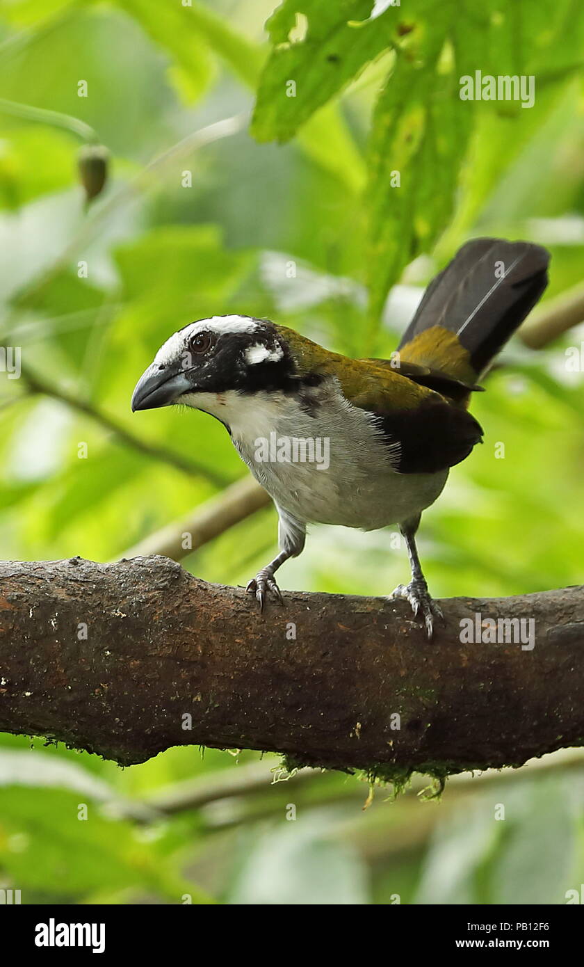 Black-winged Saltator (Saltator atripennis) Erwachsenen auf dem Zweig Nono-Mindo Straße thront. Ecuador Februar Stockfoto