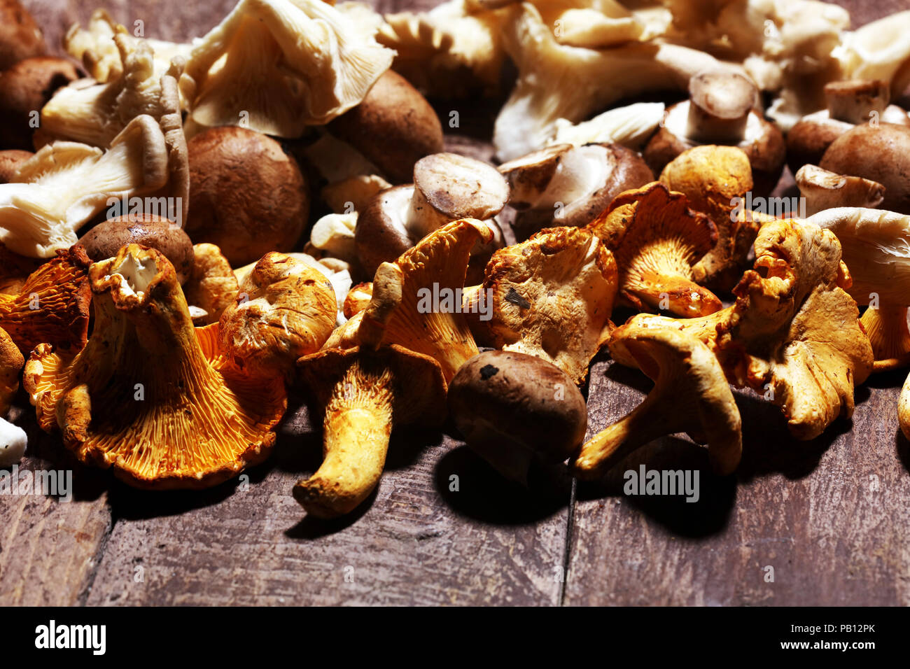 Vielzahl an raw Pilze auf graue Tabelle. Austern und andere frische Pilze. Stockfoto