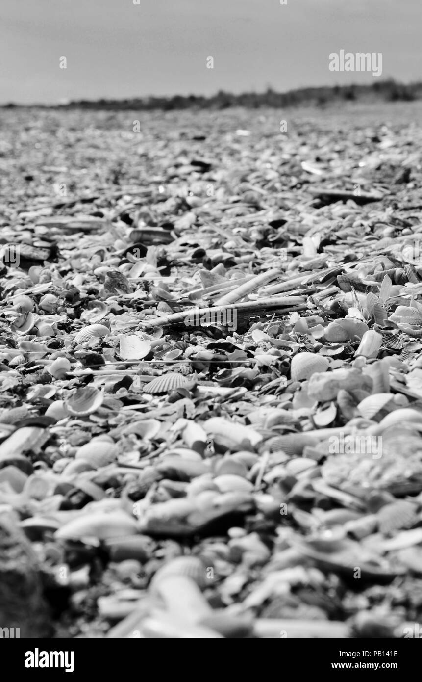 Monochrom. Muscheln am Strand, gewaschen, Lincolnshire, England, Großbritannien Stockfoto