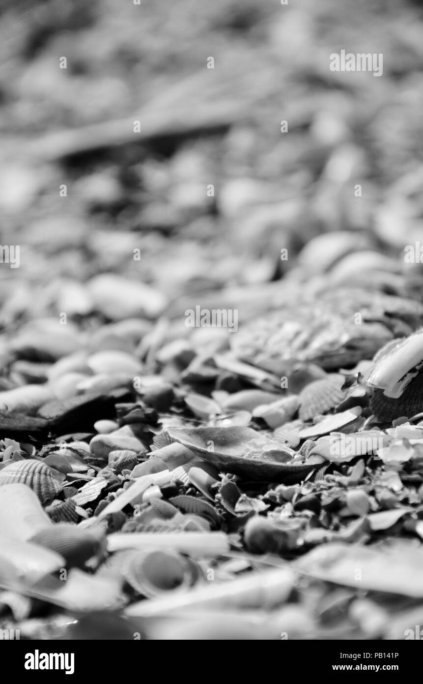Monochrom. Muscheln am Strand, gewaschen, Lincolnshire, England, Großbritannien Stockfoto