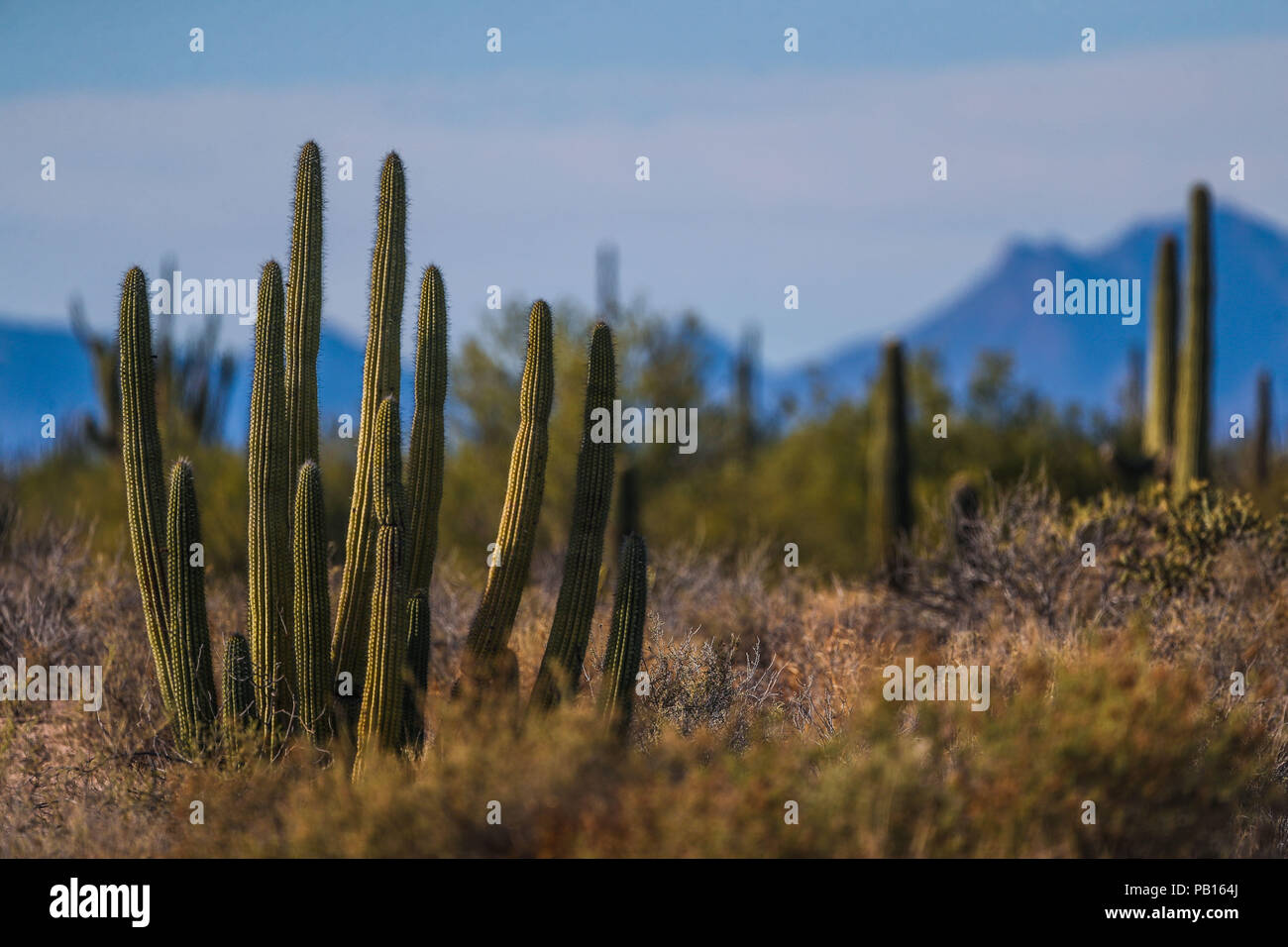 Sahuaros, Pitahaya, y otras especies de Cactus y espinos matorrales característicos del del Desierto sonorense por la Carretera a Bahia de Kino y San Stockfoto