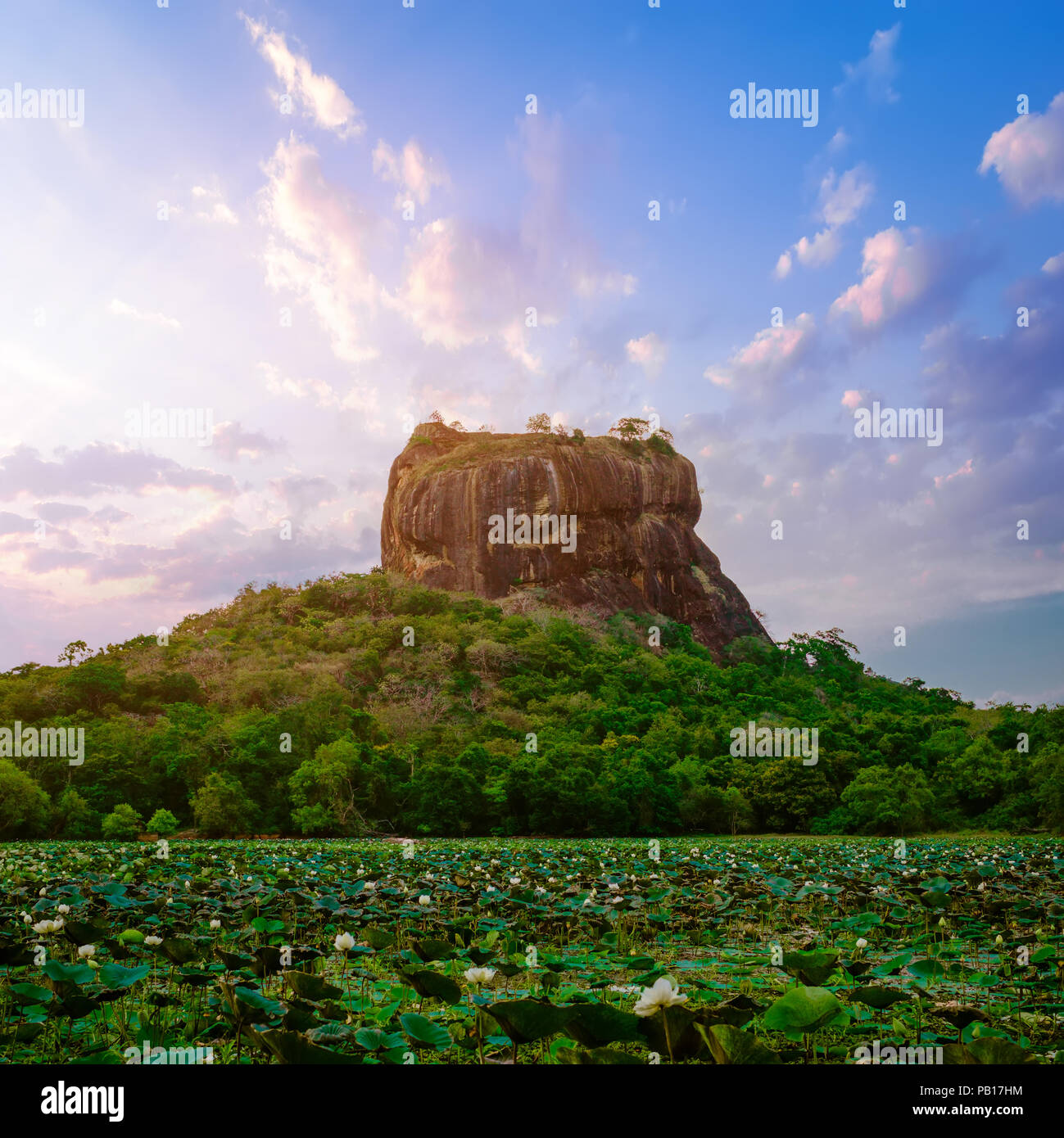 Tolle Aussicht auf den Sonnenuntergang von Lion Rock mit alter Festung und Tempel berühmten Weltkulturerbe in Sigiriya, Sri Lanka. Lotus Blumen Teich im Vordergrund Stockfoto