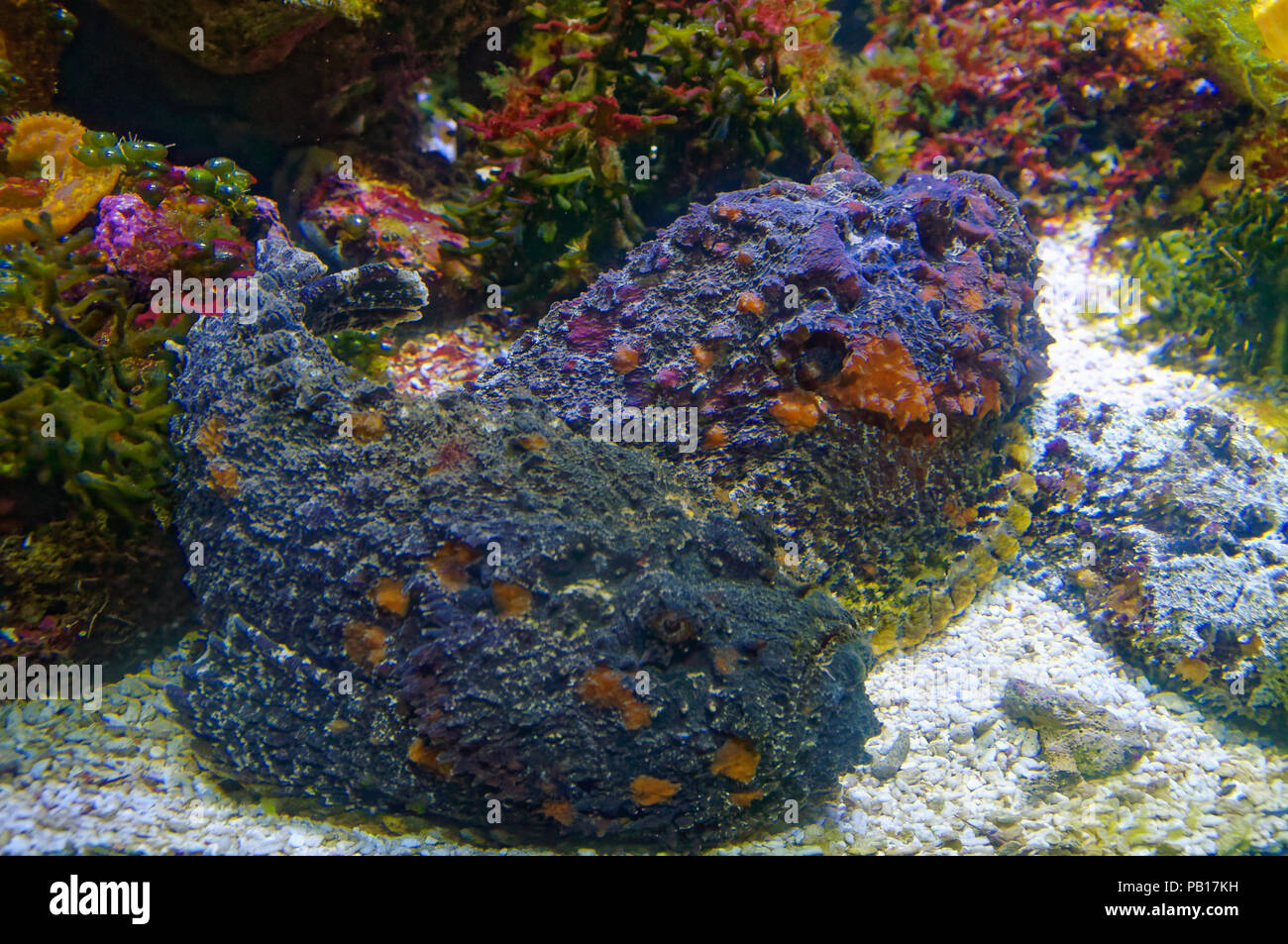 Synanceia verrucosa bekannt als das Riff Steinfisch ist die gefährlichste giftige Fische der Welt. Sie wie ein Rock schauen Stockfoto