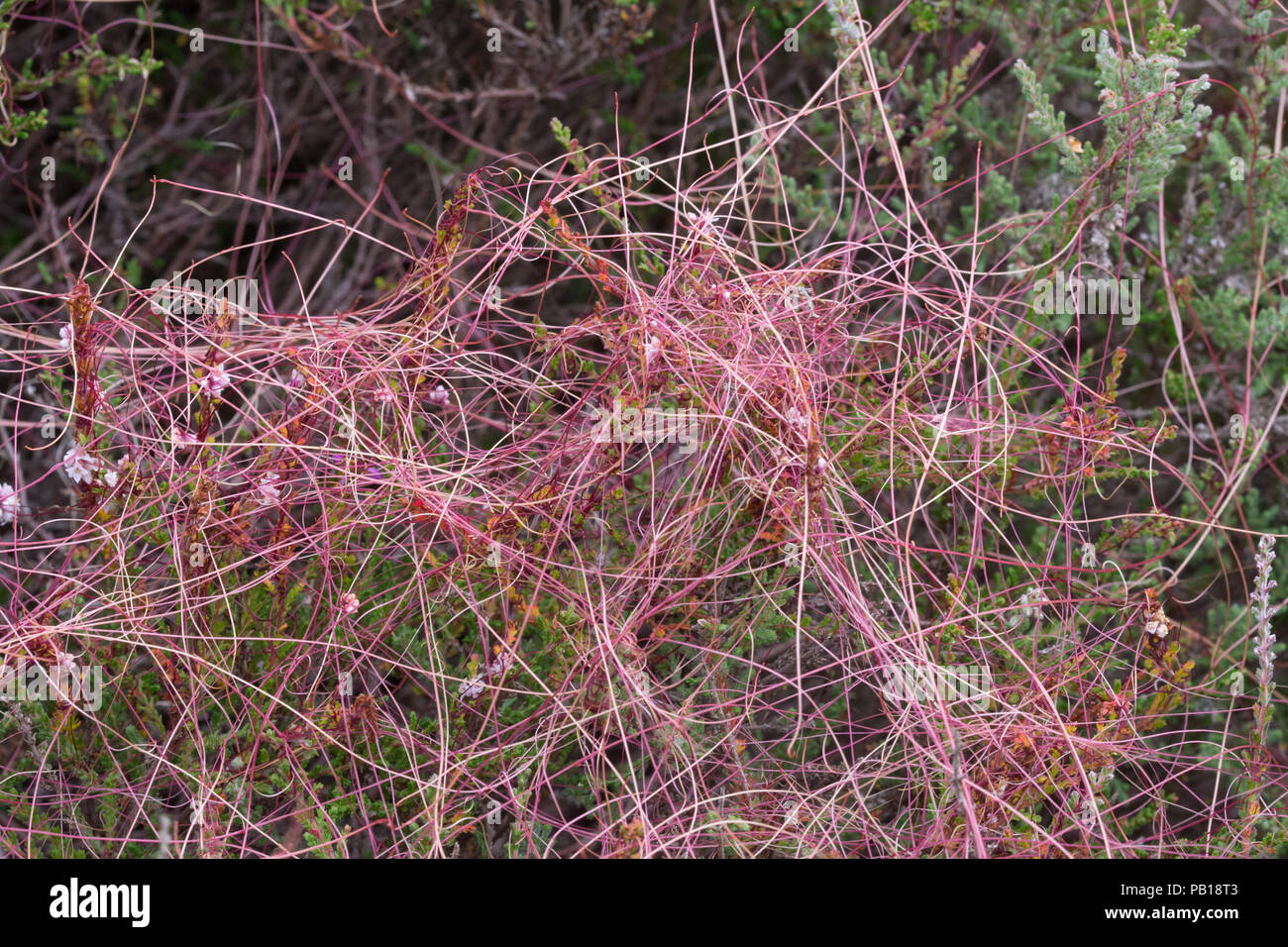 Cuscuta (teufelszwirn), Ein twining parasitäre Pflanzen wachsen auf ling Heather in Surrey, Heide, Deutschland Stockfoto