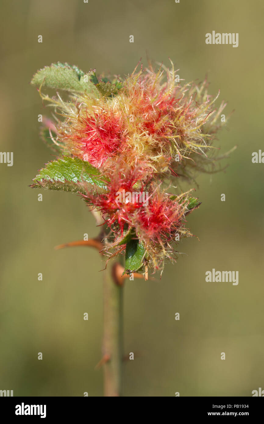 Robin nadelkissen Gall, die rose bedeguar Gall (Diplolepis rosae), ein anormales Wachstum auf eine wilde Rose Stockfoto