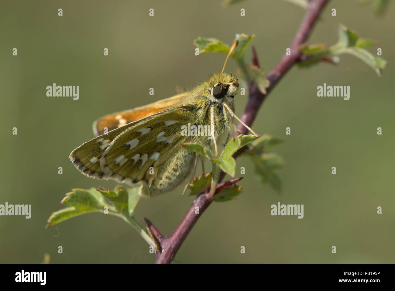 Silber getupft skipper Schmetterling (Hesperia comma) ruht auf einem Strauch in Chalk downland Lebensraum, Großbritannien Stockfoto