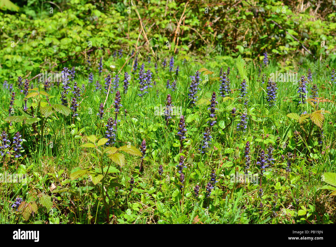 Gemeinsame Bugle-Ajuga reptans Stockfoto