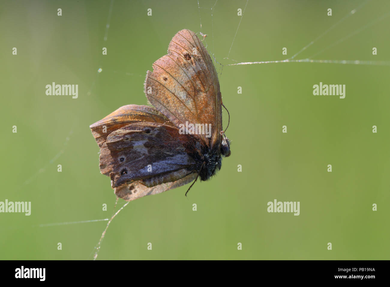 Tot große Heide (Coenonympha tullia) in einem Spinnennetz verfangen bei Gyttegård Plantage in Dänemark fotografiert. Stockfoto