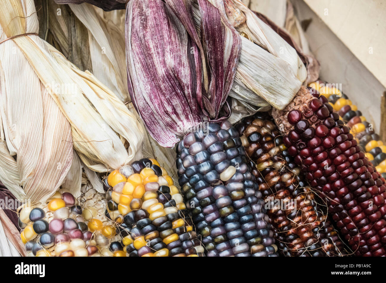 Nahaufnahme des indischen Mais zum Verkauf an einer Farmers Market Stockfoto