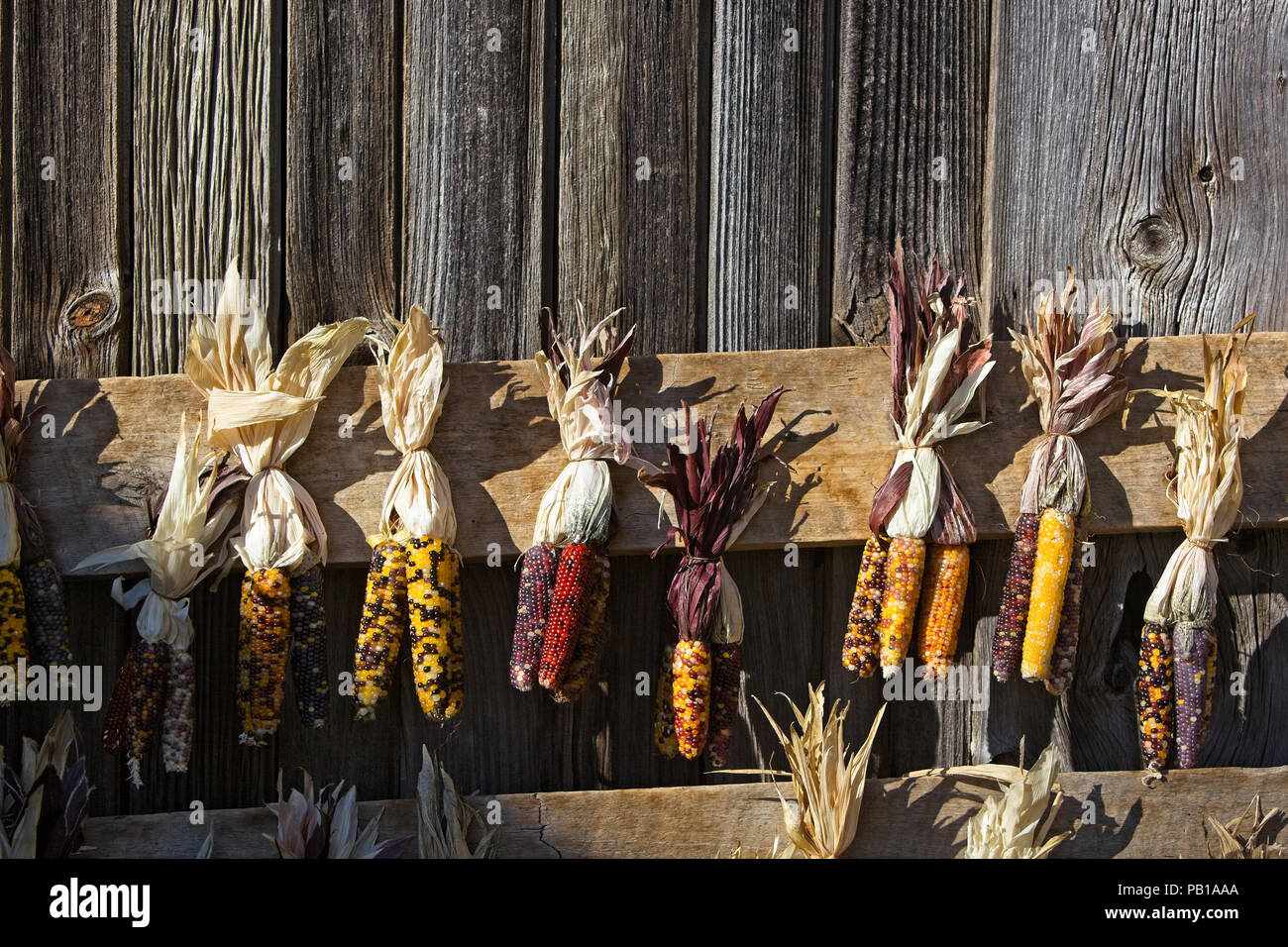 Indischen Mais hängend an einem Vermont Scheune im Oktober gegen verwitterten Barn siding Stockfoto