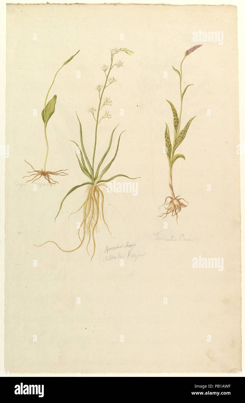 Botanische Studien (recto); botanische Studien (verso). Künstler: Anonym, Französisch, 19. Abmessungen: 19 9/16 x 12 9/16 in. (49,7 x 31,9 cm). Datum: Ca. 1820. Museum: Metropolitan Museum of Art, New York, USA. Stockfoto