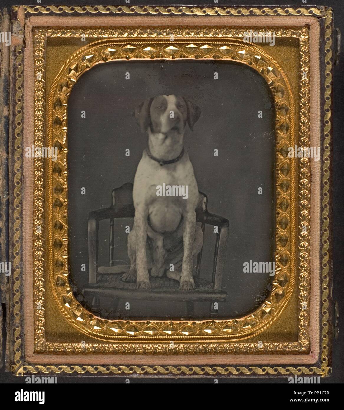 [Hund Posieren für Portrait in der Fotograf Studio Stuhl]. Artist: Rufus Anson (Amerikanische). Abmessungen: Bild: 8,3 x 7 cm (3 1/4 x 2 3/4 in.). Datum: Ca. 1855. Museum: Metropolitan Museum of Art, New York, USA. Stockfoto