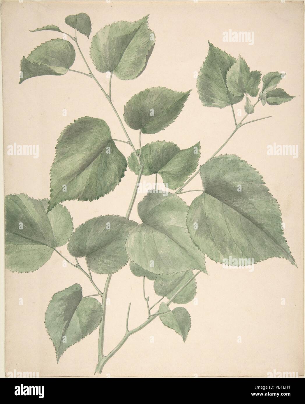 Verlässt. Artist: Anonyme, Briten, 19. Maße: Blatt: 11 13/16 x 9 7/16 in. (30 × 24 cm). Datum: 19. Museum: Metropolitan Museum of Art, New York, USA. Stockfoto