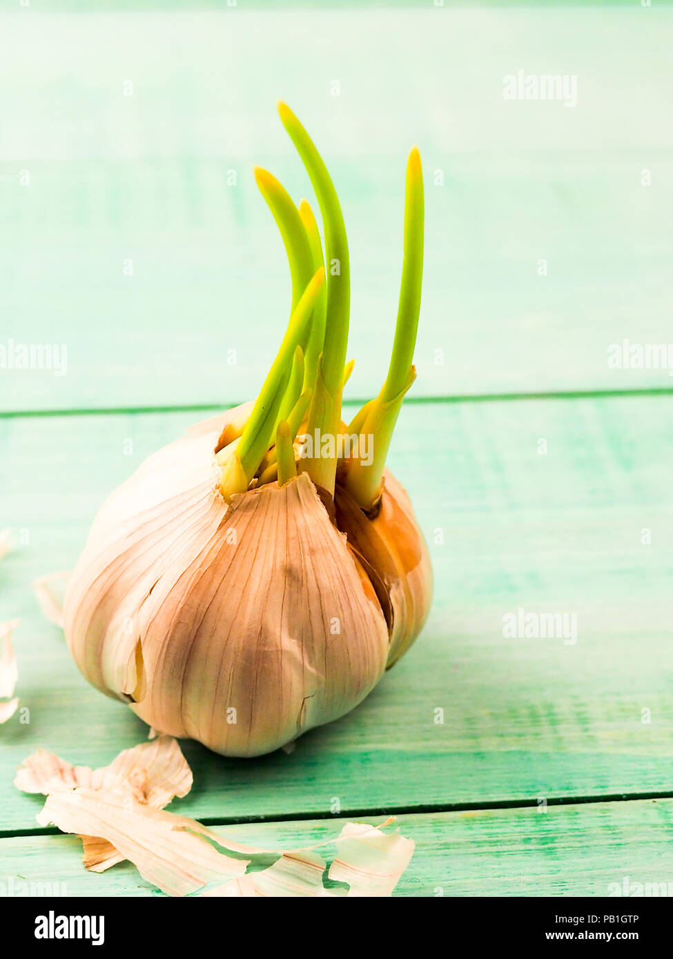 Wächst weiß Knoblauch auf dem alten texturierte Holztisch. Stockfoto