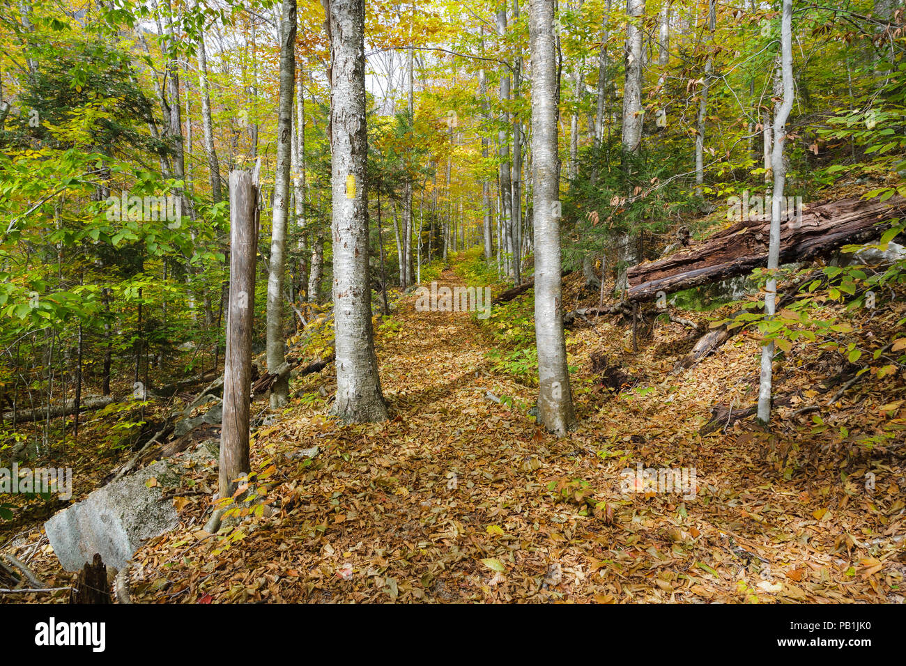 Die Osseo Trail, hier gesehen, in Lincoln, New Hampshire nutzt einen Teil der East Branch & Lincoln Railroad's "Schmalspur"-Zeile. Die EB&L Railroa Stockfoto