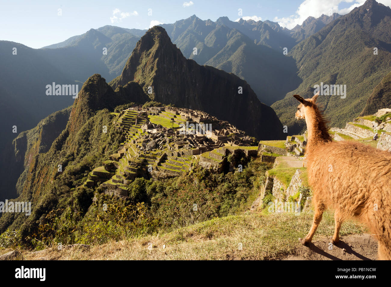 Llama Blick auf Machu Picchu Inka Ruinen an einem sonnigen Tag Stockfoto