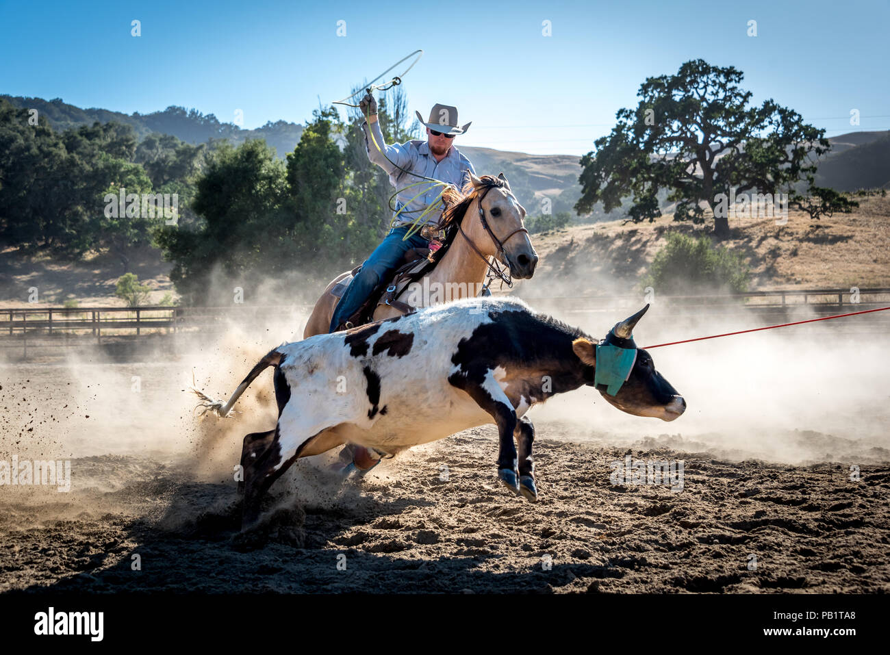 Cowboy roping Jungen zu Pferd lenken, Sonne durch Staub scheint, Eiche Baum im Hintergrund. Lasso in Luft mit einem Seil um Kalb Stockfoto
