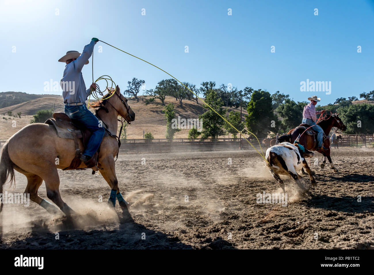 Cowboys auf dem Rücken der Pferde roping Rinder in einem Rodeo, Action Shot mit Seil. Stockfoto