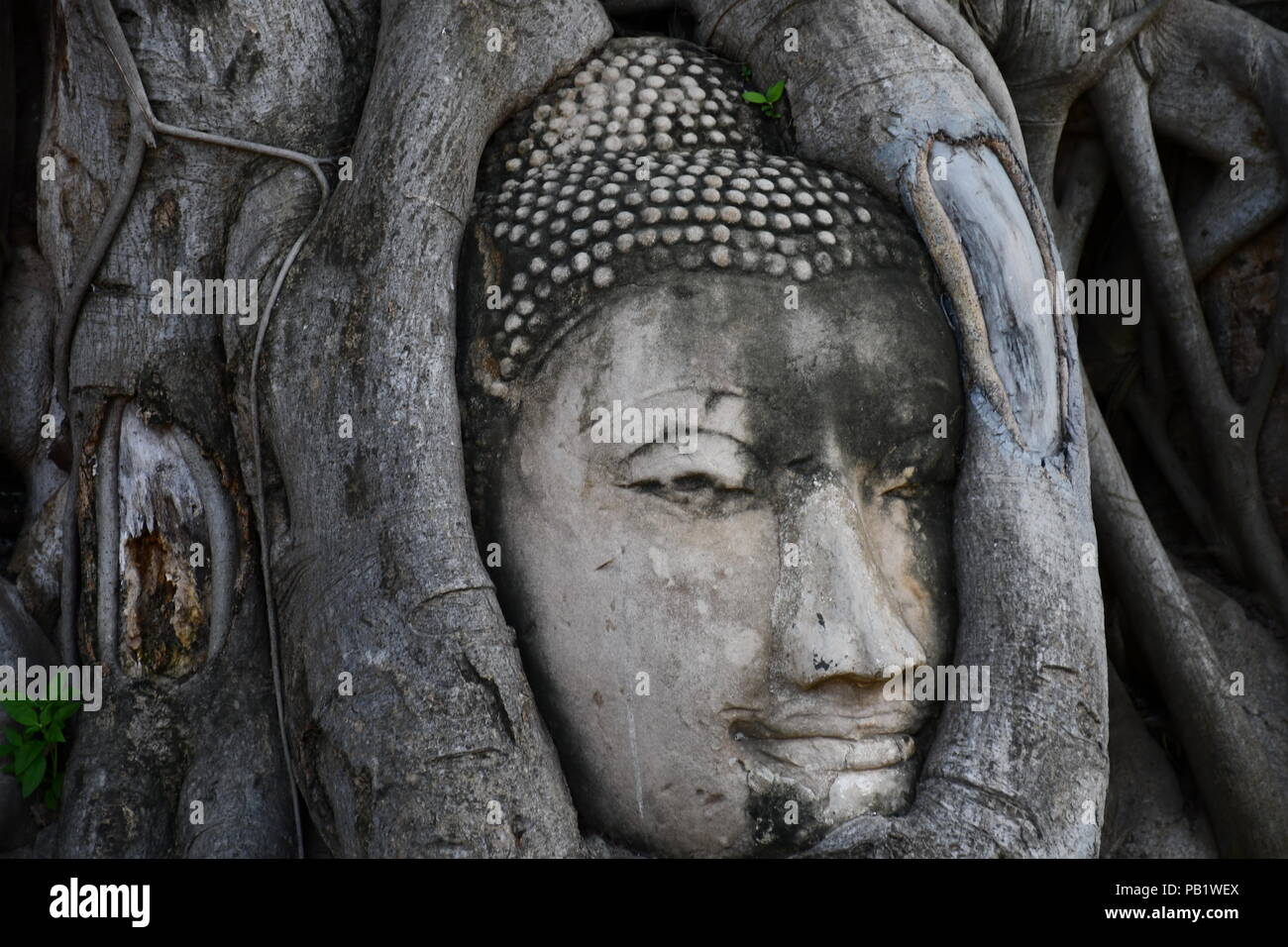 Buddha gehauen im Baum am Wat Maha That in Ayutthaya, Thailand Stockfoto