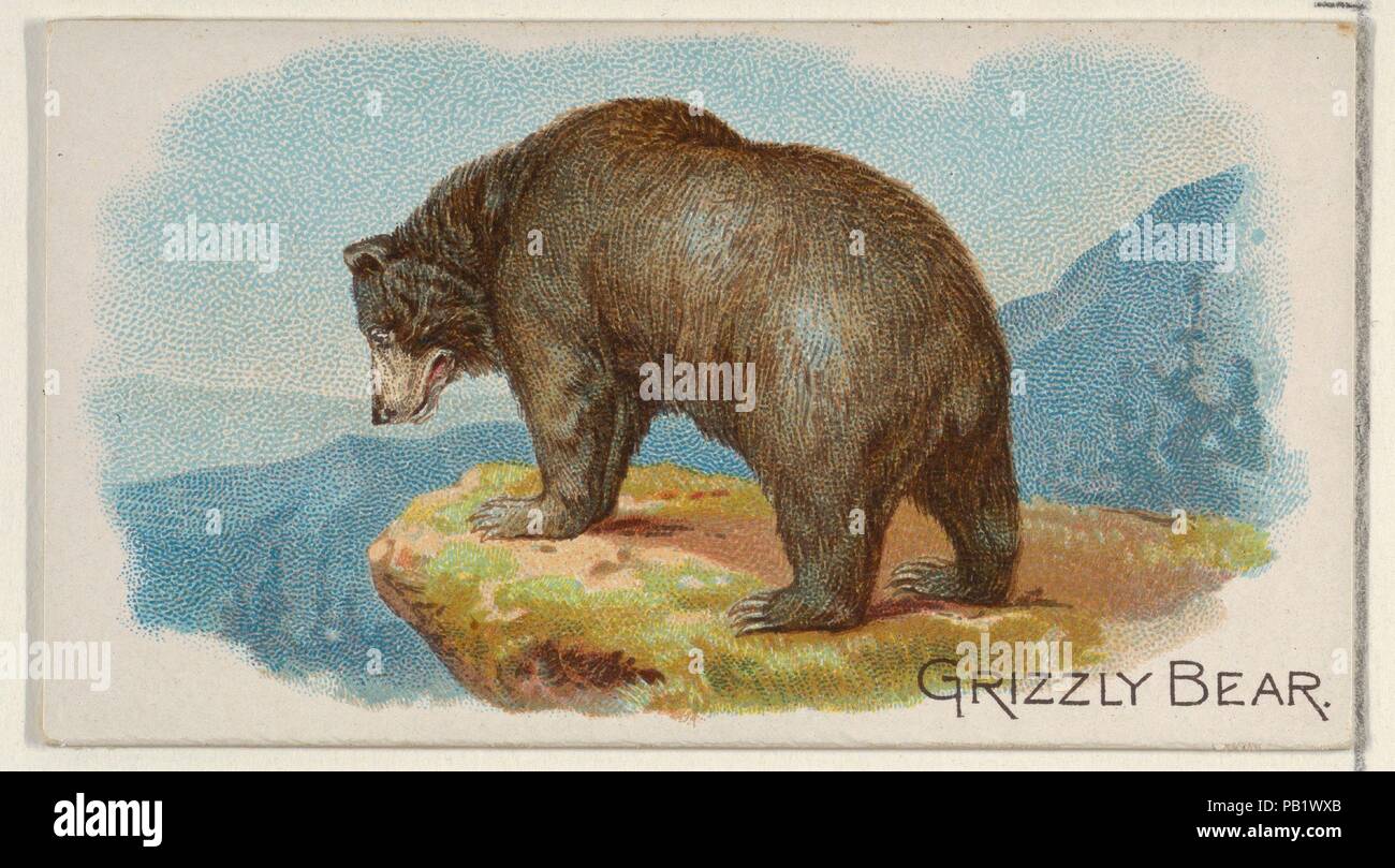 Grizzlybären, aus dem Vierbeiner-Serie (N21) für Allen & Ginter Zigaretten. Maße: Blatt: 1 1/2 x 2 3/4 in. (3,8 x 7 cm). Lithograph: Lindner, Eddy & Claus (American, New York). Herausgeber: Allen&Ginter (Amerikanische, Richmond, Virginia). Datum: 1890. Handel Karten aus der "Vierbeiner"-Serie (N21), im Jahre 1890 in einer Reihe von 50 ausgestellten Karten Allen&Ginter Marke Zigaretten zu fördern. Museum: Metropolitan Museum of Art, New York, USA. Stockfoto