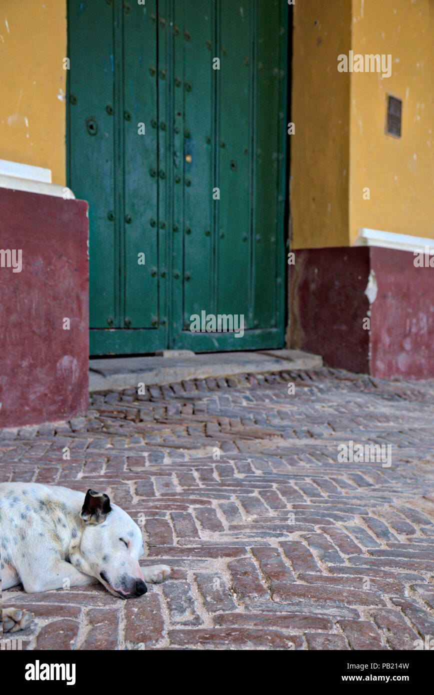 Straße Hund schlafend auf dem Kopfsteinpflaster in Trinidad, Kuba Stockfoto