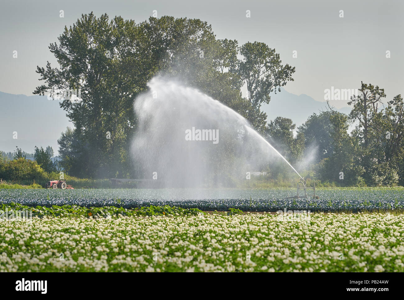Landwirtschaft Bewässerung Sprinkler. Eine Sprinkleranlage bewässert ein Gemüse. Stockfoto